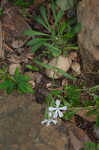 Sticky catchfly